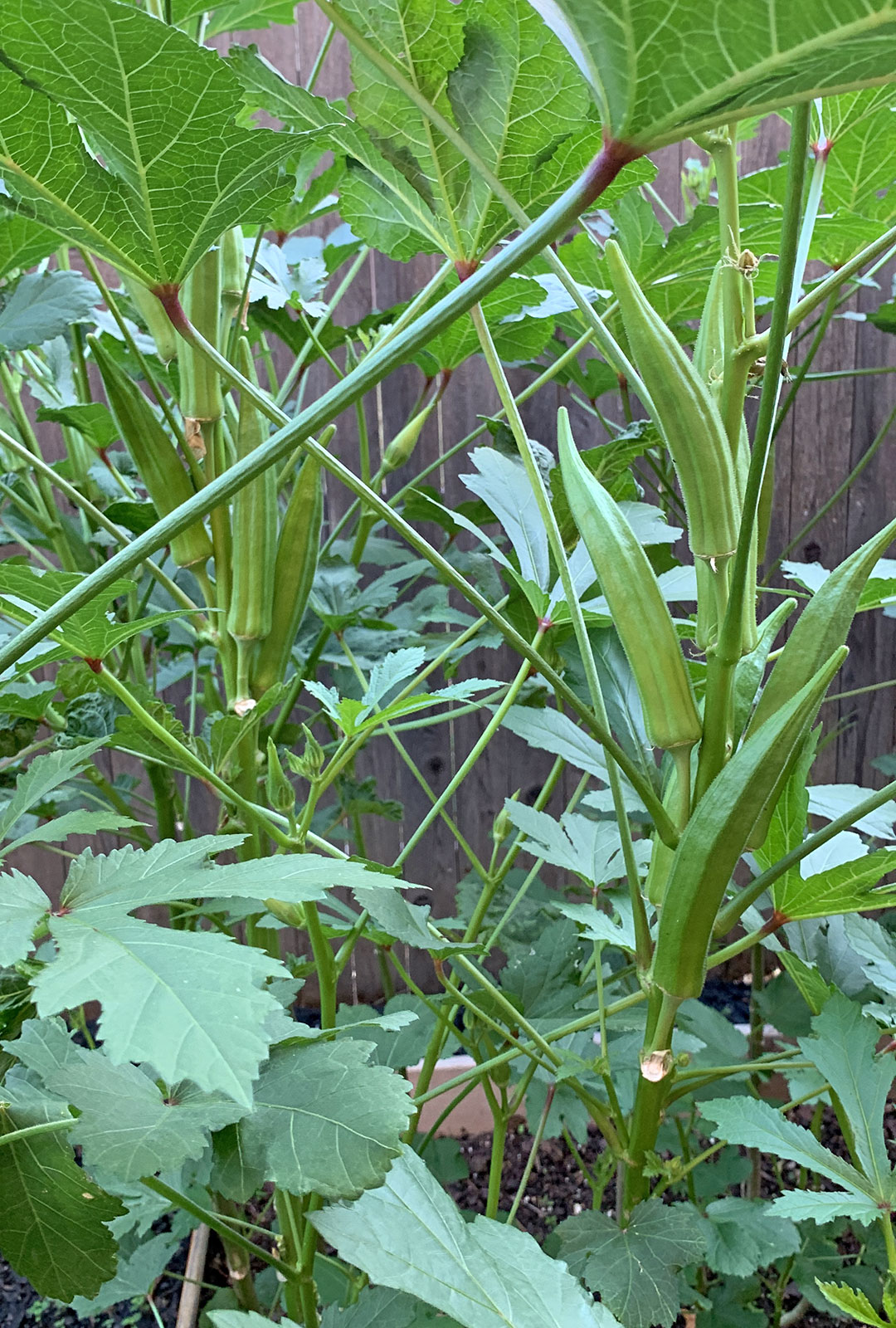 how-to-grow-okra-from-seed-christobel-travel